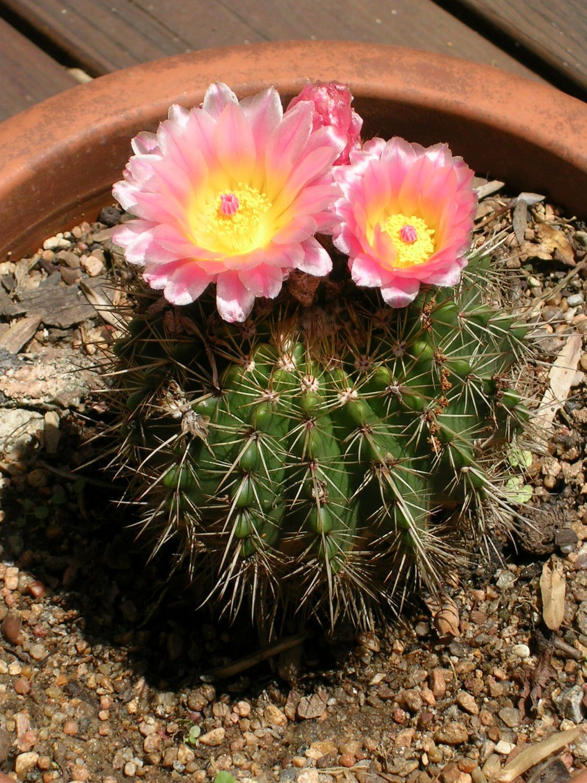 Parodia herteri - 10 Semi – Alta Germinabilità, Varietà Selezionata, Non-GMO