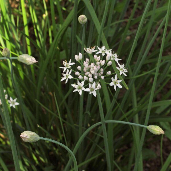 10 Semi di Erba cipollina cinese Allium tuberosum – Semi Freschi, Alta Germinabilità, No-GMO