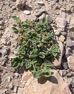 Tribulocarpus - 10 Semi – Alta Germinabilità, Varietà Selezionata, Non-GMO