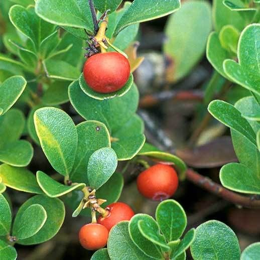 Uva Ursina – 10 Semi, Bacche Rosse, Tappezzante, Balcone, Facile da Coltivare, Alta Germinabilità, Non-GMO