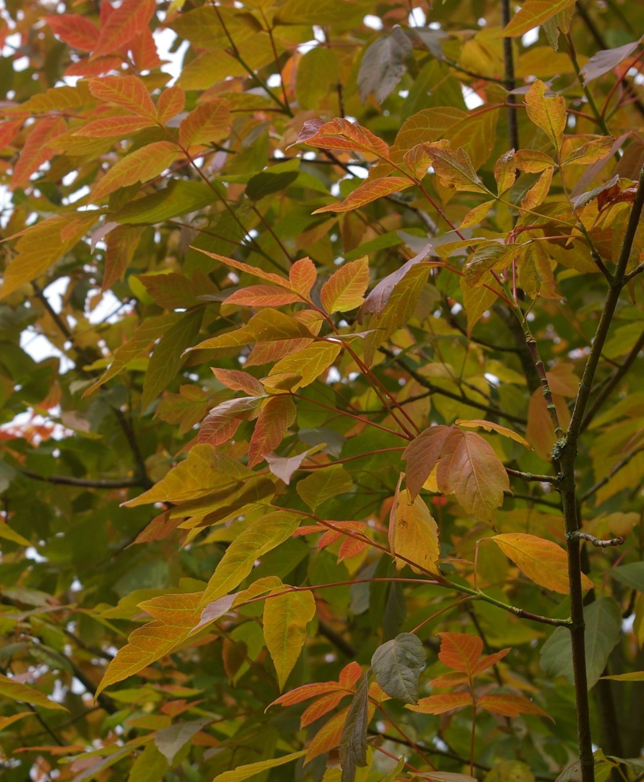 10 Semi di Acer Negundo - Semi Freschi, Alta Germinabilità, No-GMO
