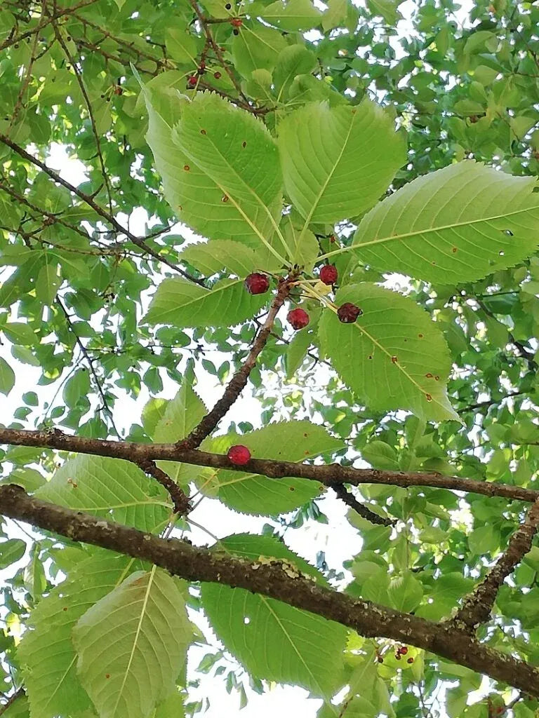 Ciliegio Selvatico – 10 Semi, Fiori Bianchi, Frutti, Bosco, Facile da Coltivare, Alta Germinabilità, Non-GMO