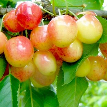 Ciliegio Bigarreau Napoleon – 10 Semi, Frutto Cuoriforme, Polpa Bianca e Soda, Maturazione metà Giugno, Facile da Coltivare, Non-GMO