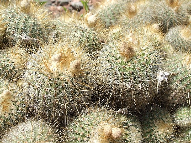 Parodia neobuenekeri - 10 Semi – Alta Germinabilità, Varietà Selezionata, Non-GMO