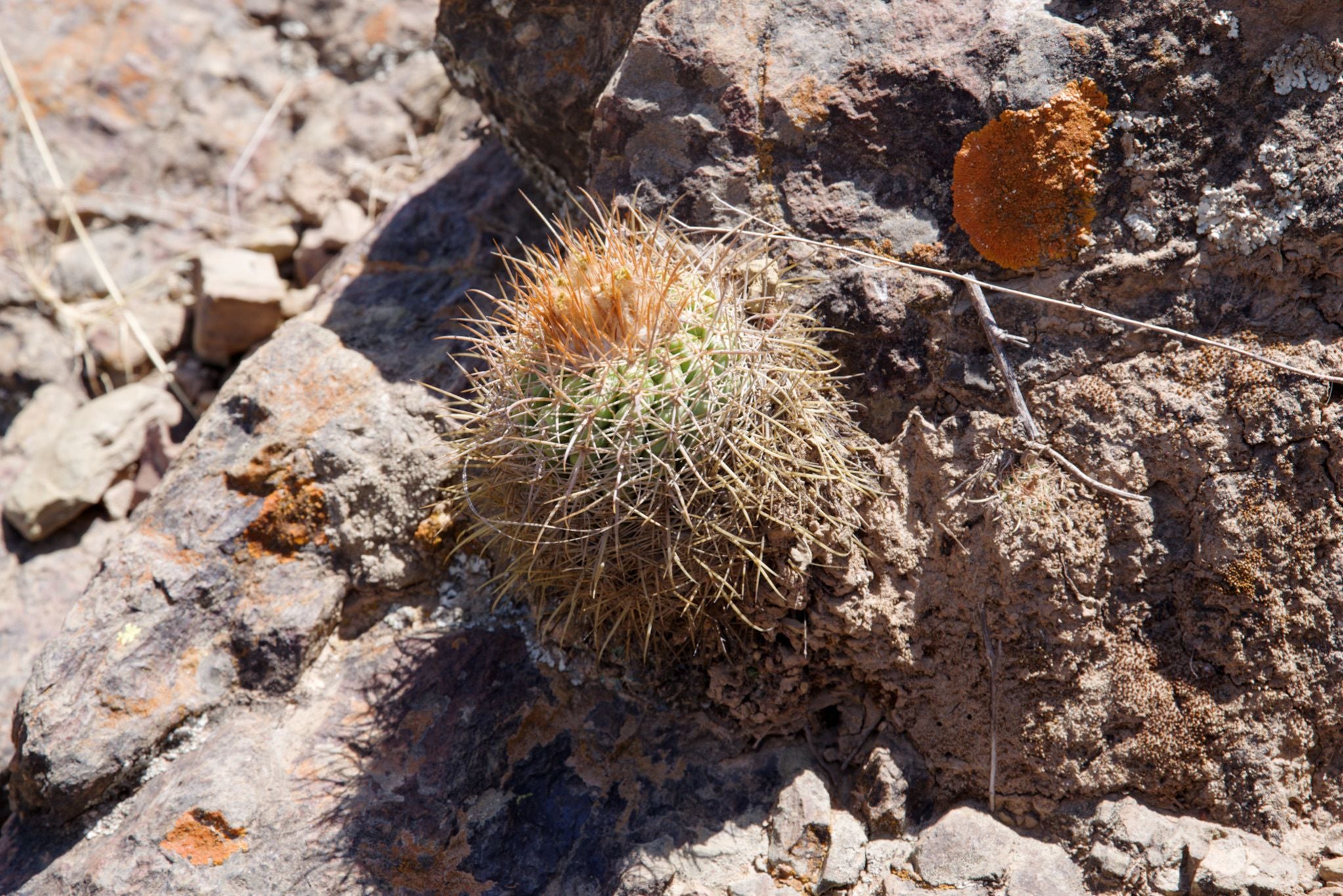 Parodia taratensis - 10 Semi – Alta Germinabilità, Varietà Selezionata, Non-GMO