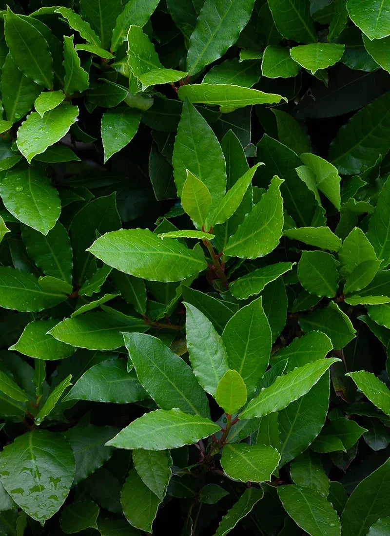 Alloro – 10 Semi, Aromatico, Siepe, Cucina, Facile da Coltivare, Alta Germinabilità, Non-GMO