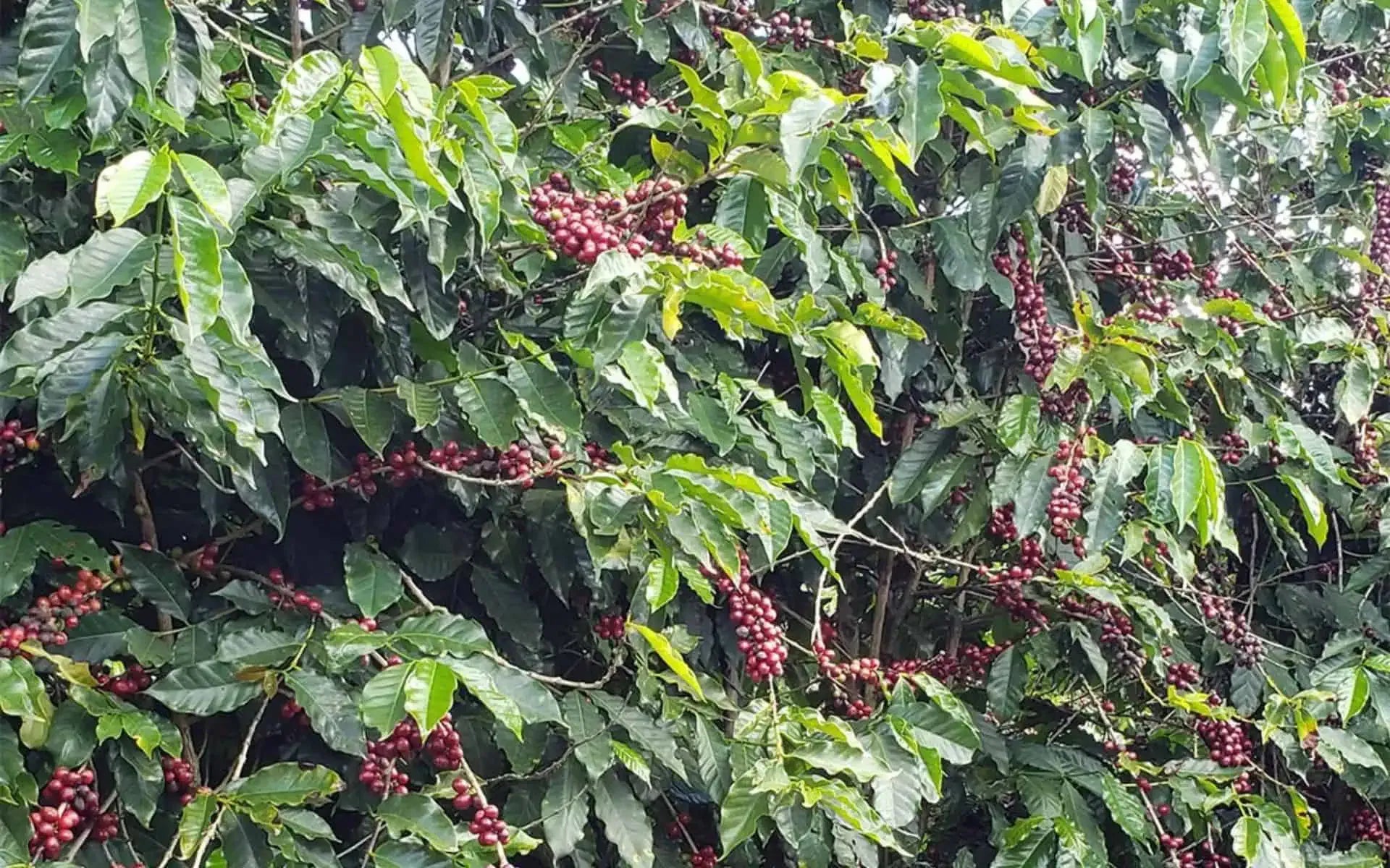 Caffè Mundo Novo – 10 Semi, Incrocio Naturale, Pianta Forte, Resa Alta, Facile da Coltivare, Alta Germinabilità, Non-GMO