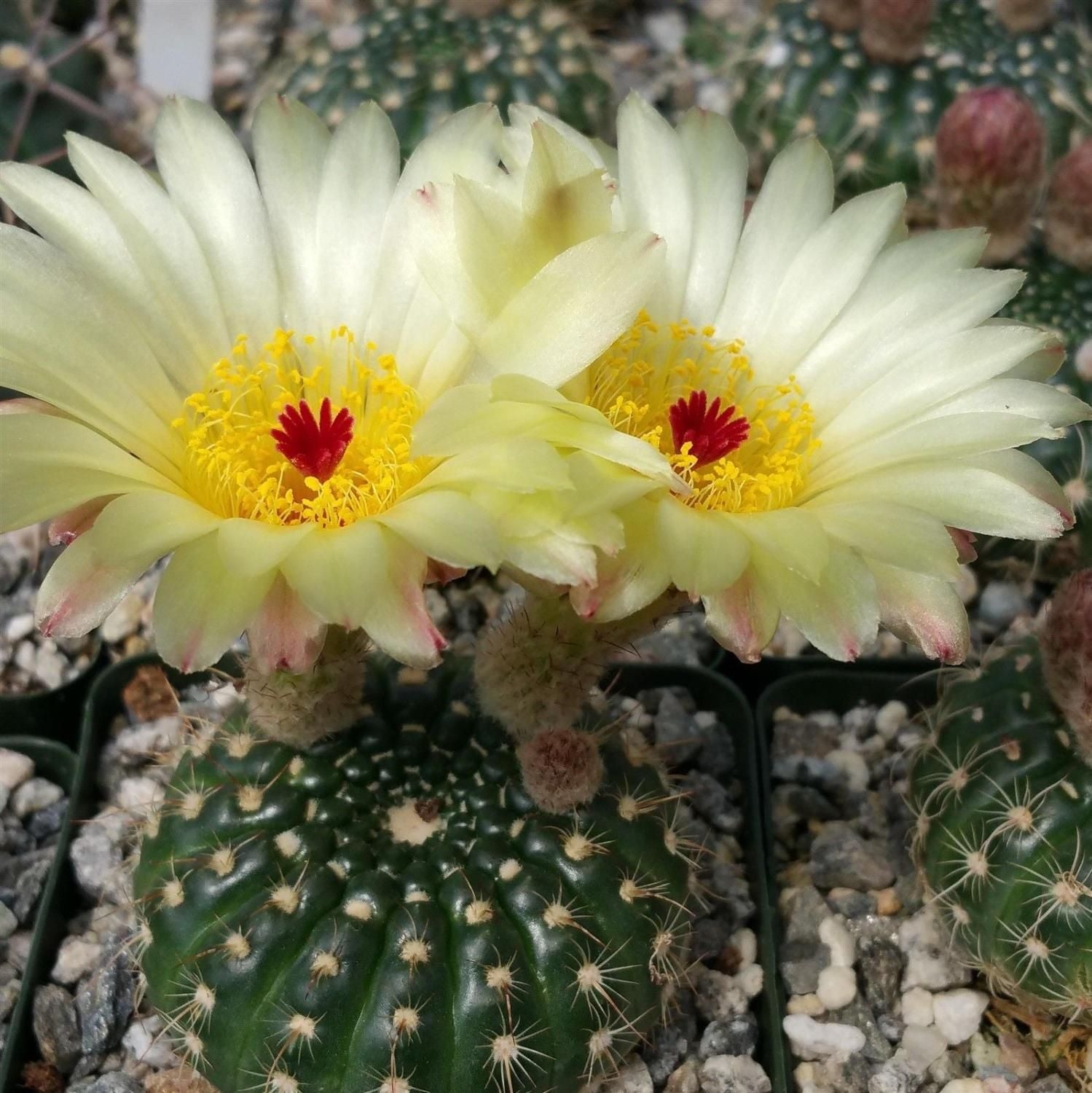 Parodia concinna - 10 Semi – Alta Germinabilità, Varietà Selezionata, Non-GMO