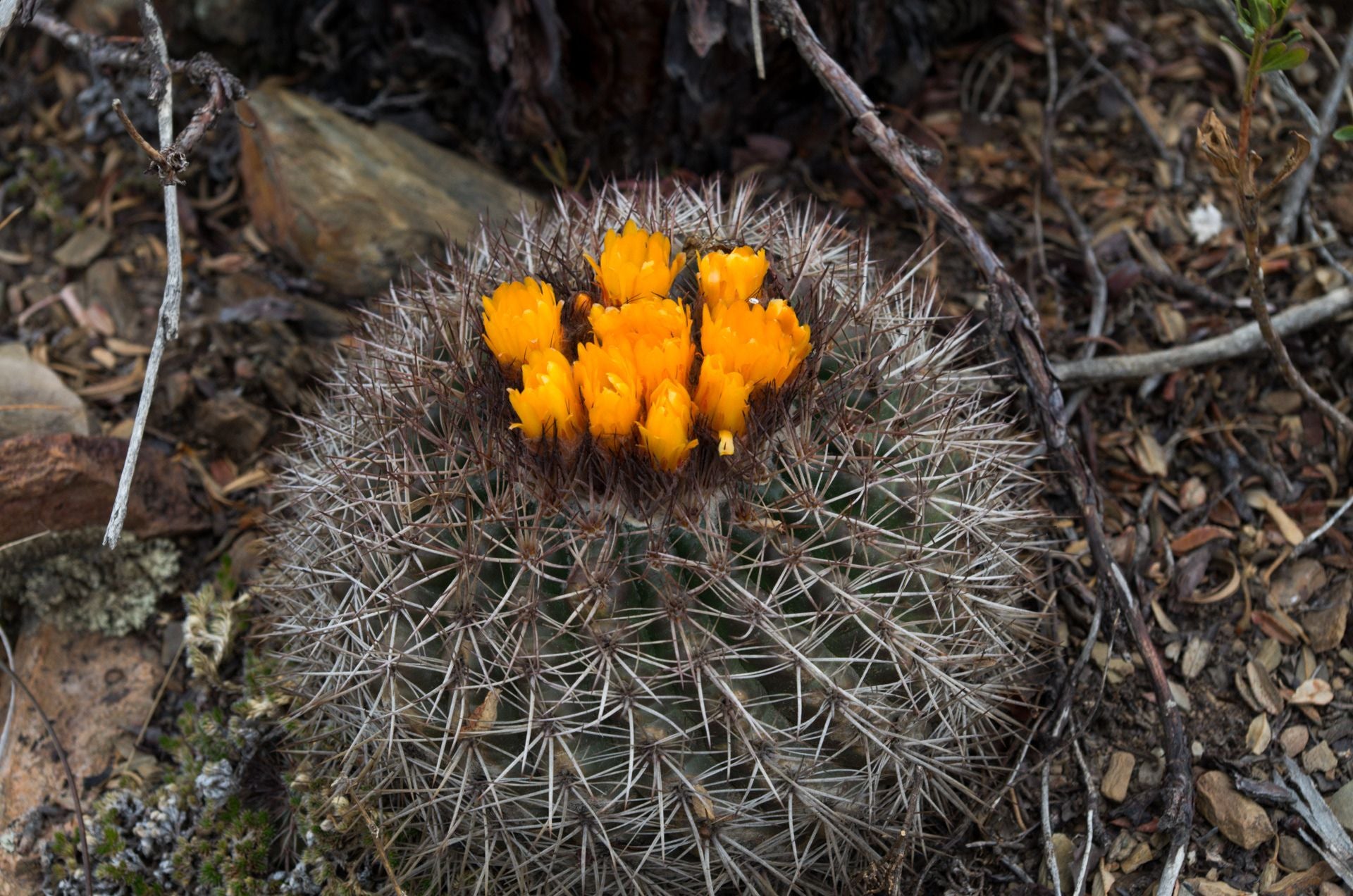 Parodia hegeri - 10 Semi – Alta Germinabilità, Varietà Selezionata, Non-GMO