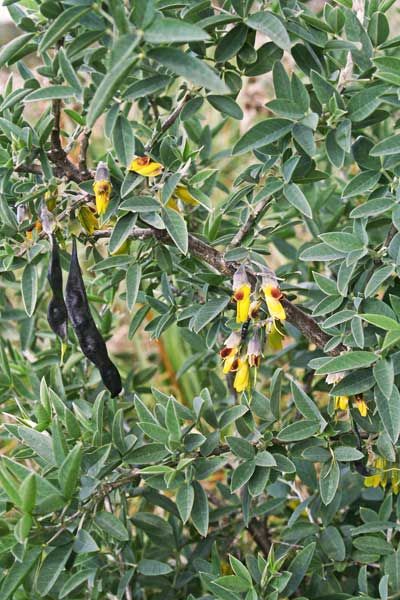 Anagiride – 10 Semi, Arbusto Perenne, Rustico, Esterno, Facile da Coltivare, Alta Germinabilità, Non-GMO