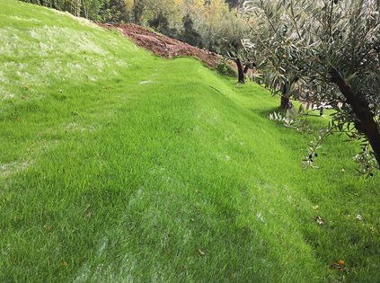 Mix Prato Scarpate – 10.000 Semi, Radici Profonde per Consolidamento Terreni, Anti-Erosione, Forte, Facile da Coltivare, Alta Germinabilità, Non-GMO