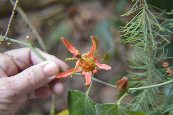10 Semi di Passiflora Herbertiana – Semi Freschi, Alta Germinabilità, No-GMO
