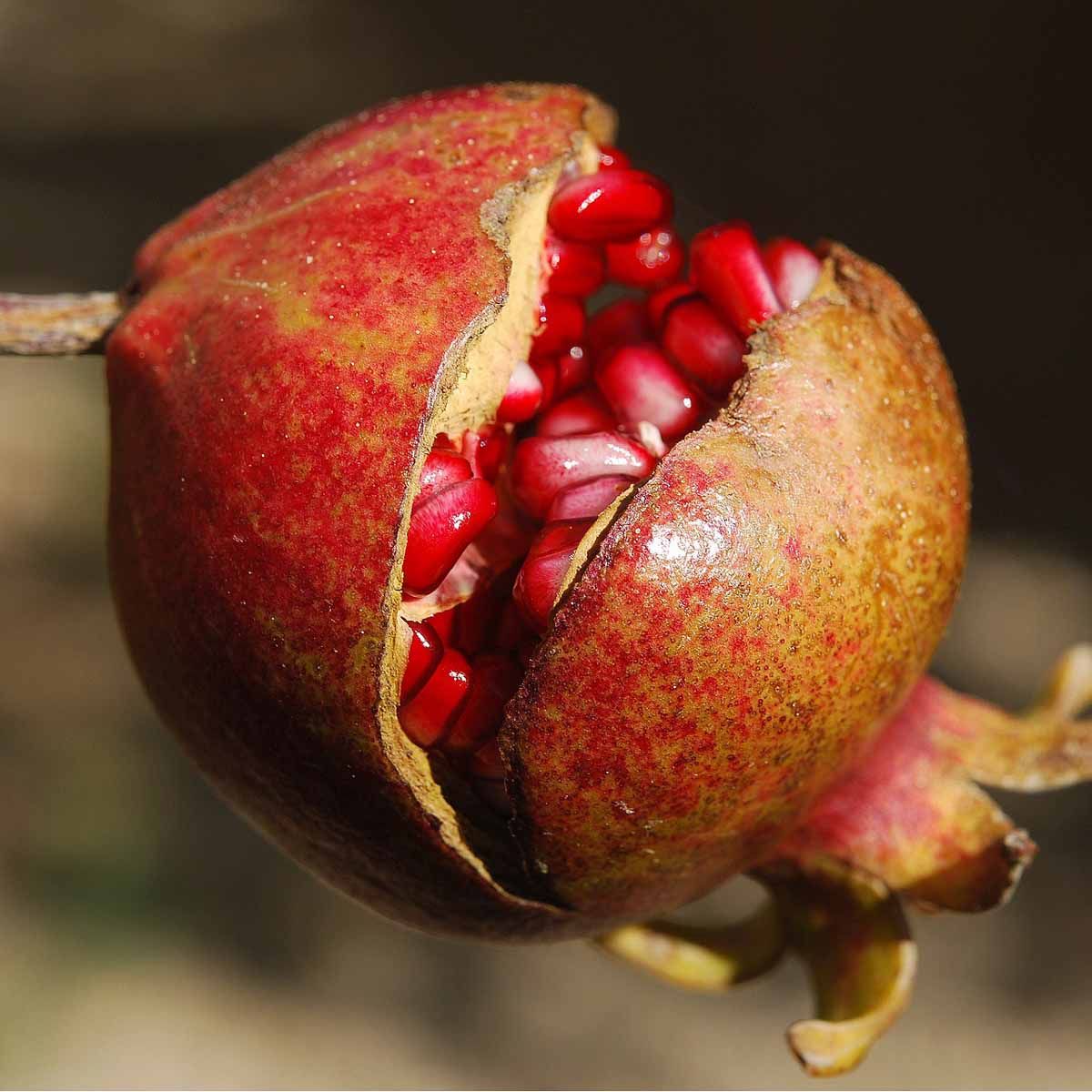 Melograno – 10 Semi, Frutti Rossi, Ornamentale, Orto, Facile da Coltivare, Alta Germinabilità, Non-GMO