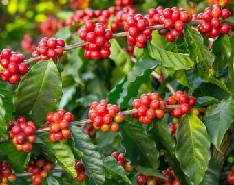 10 Semi di Caffè Arabica - Semi Freschi, Alta Germinabilità, No-GMO