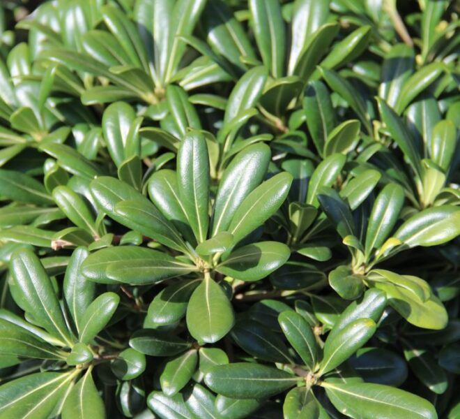 Pittosforo – 20 Semi, Siepe Compatta, Profumato, Giardino, Facile da Coltivare, Alta Germinabilità, Non-GMO