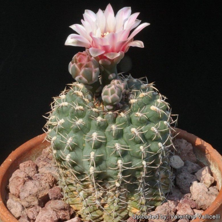 Gymnocalycium quehlianum - 10 Semi – Alta Germinabilità, Varietà Selezionata, Non-GMO