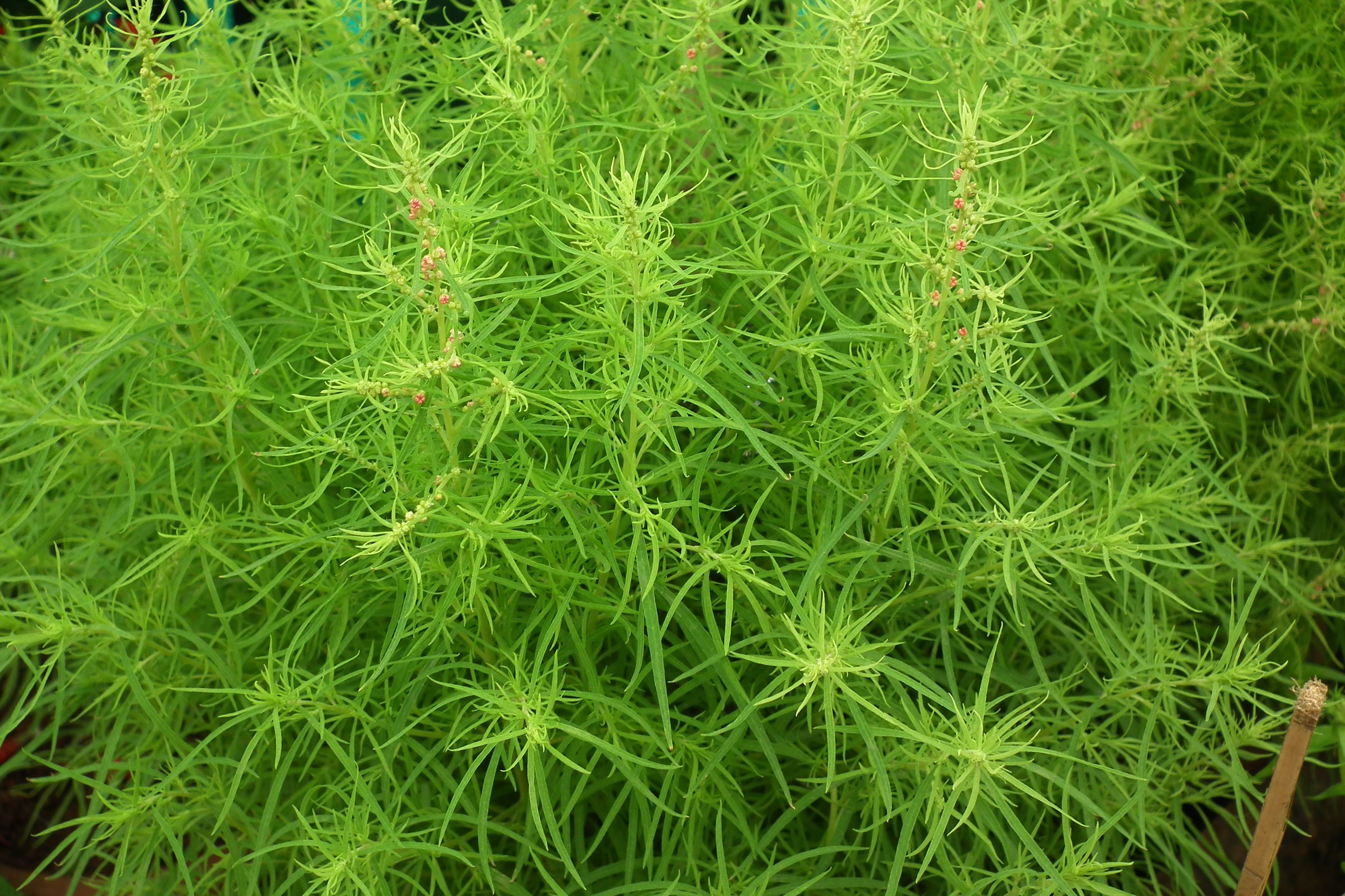 Kochia o Cipressino – 10 Semi, Fogliame Piumoso, Cambia Colore in Autunno, Siepe Nana, Facile da Coltivare, Alta Germinabilità, Non-GMO