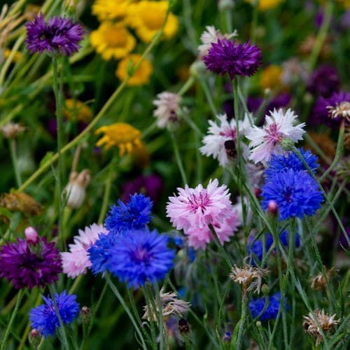 10 Semi di Centaurea O Fiordaliso Doppio In Mix - Semi Freschi, Alta Germinabilità, No-GMO