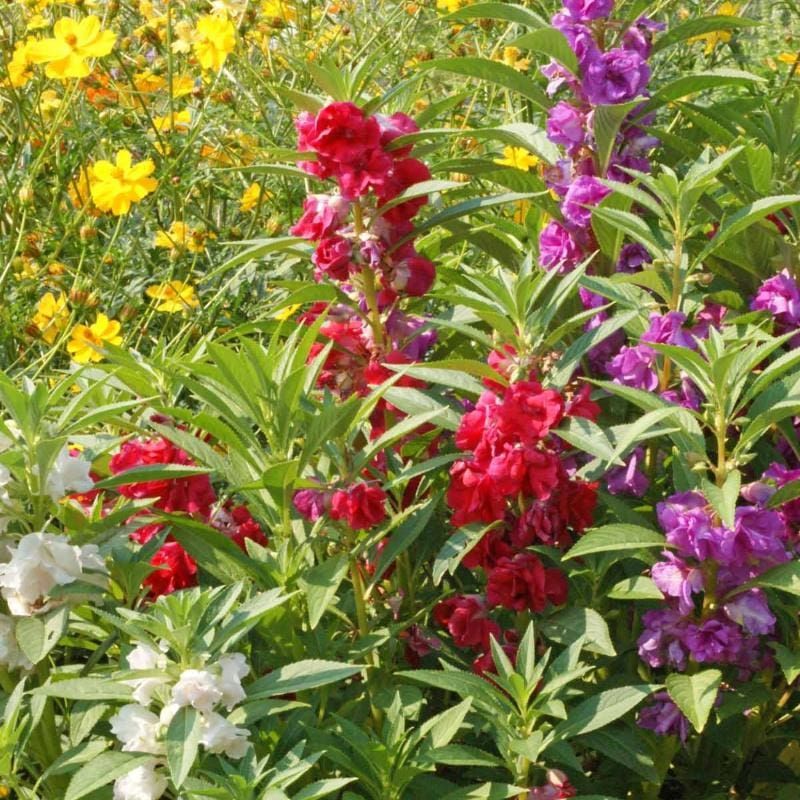 Begliuomini Doppi/Balsamina Mix – 10 Semi, Fiori Doppi, Colori Brillanti, Orto e Vaso, Facile da Coltivare, Alta Germinabilità, Non-GMO