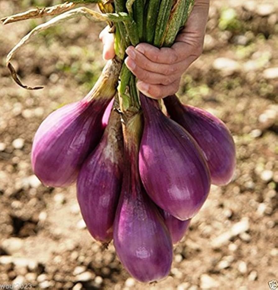 Long Red Tropea Onion – 30 Seeds, Cylindrical Shape, Very Sweet, Gourmet, Easy to Grow, High Germinability, Non-GMO