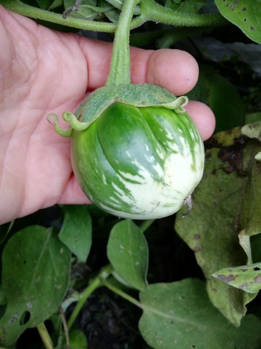 Thai White Eggplant – 10 Seeds, Round and Compact Fruits, Sweet and Delicate Taste, Rare, Easy to Grow, High Germinability, Non-GMO