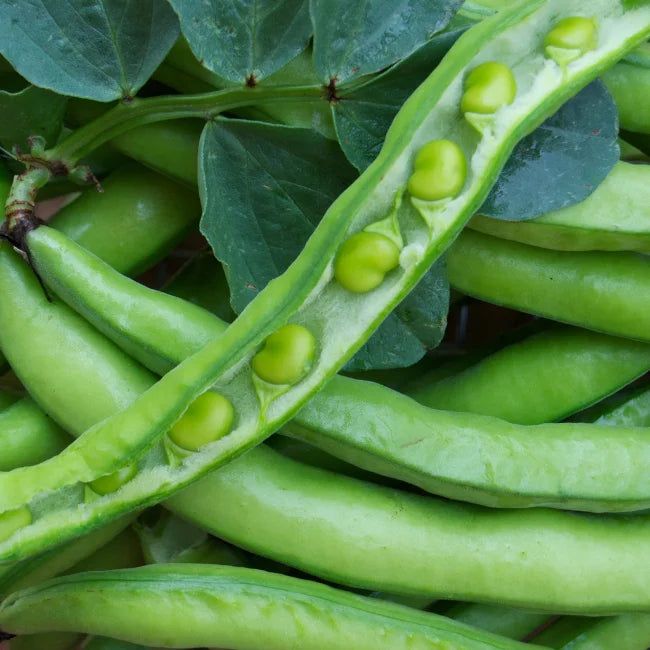 Fava Superaguadulce – 10 Semi, Baccelli Extra Lunghi, Grani Teneri e Grandi, Orto, Facile da Coltivare, Alta Germinabilità, Non-GMO