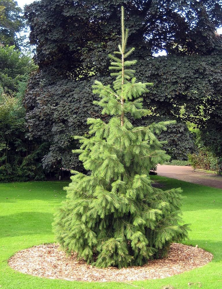 Abete Himalayano – 10 Semi, Maestoso, Portamento Largo, Parco, Facile da Coltivare, Alta Germinabilità, Non-GMO