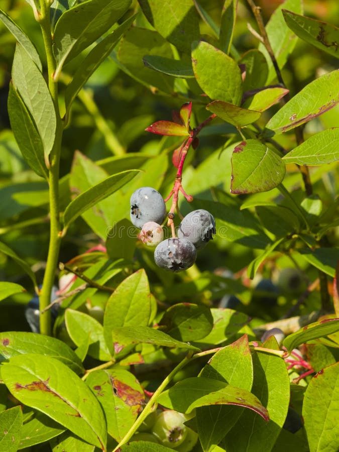 10 Semi di Mirtillo gigante americano Vaccinium corymbosum – Semi Freschi, Alta Germinabilità, No-GMO