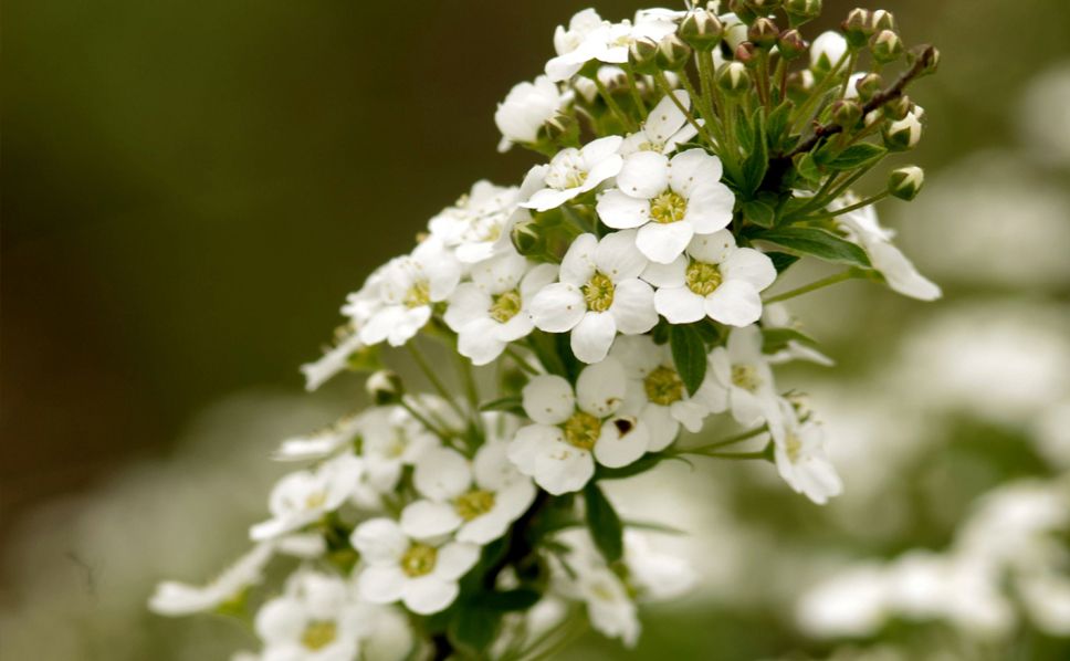 Alisso Nano Tappeto di Neve – 10 Semi, Fiori Bianchi, Coprente, Bordure, Facile da Coltivare, Alta Germinabilità, Non-GMO