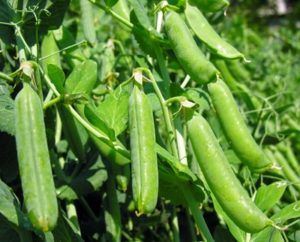 Pisello Nano Design – 10 Semi, Seme Rugoso, Alto Tasso Zuccherino, Dolce e Tenero, Facile da Coltivare, Alta Germinabilità, Non-GMO