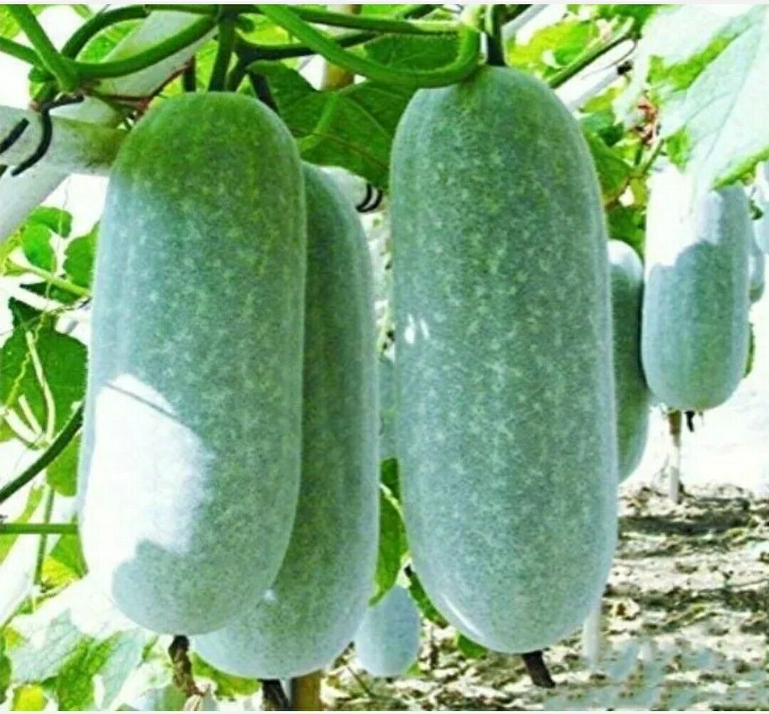 Zucca Asiatica Wax Gourd – 10 Semi, Zucca Invernale di Lunga Durata, Ideale per Zuppe, Grande, Facile da Coltivare, Alta Germinabilità, Non-GMO