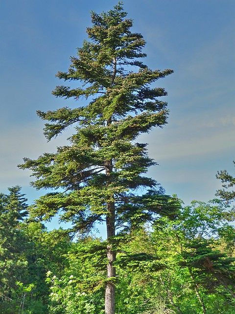 Abete Greco – 10 Semi, Resistente Siccità, Ornamentale, Giardino, Facile da Coltivare, Alta Germinabilità, Non-GMO