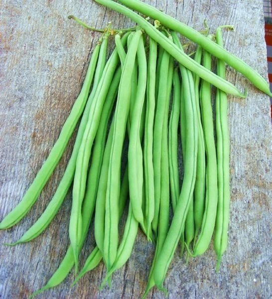 Fagiolo Nano Marconi – 10 Semi, Grano Bianco, Baccello Largo e Piatto, Tradizionale, Facile da Coltivare, Alta Germinabilità, Non-GMO