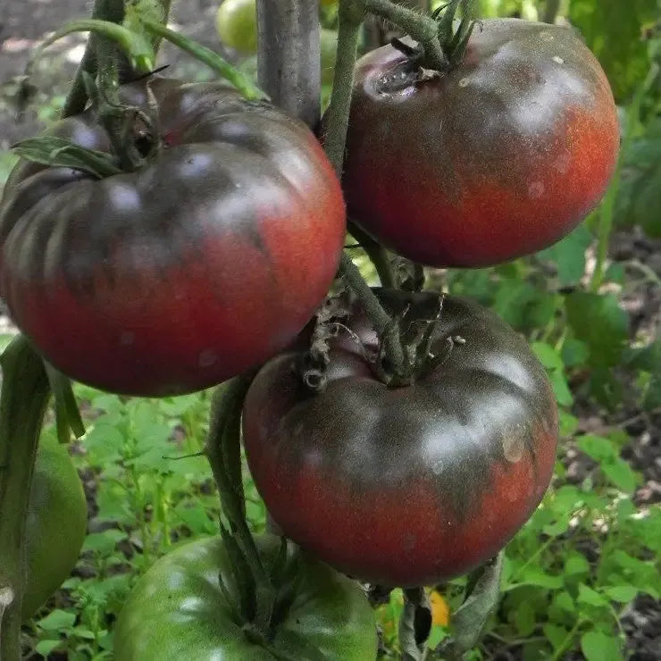 50 Semi di Pomodoro Nero di Crimea Solanum lycopersicum Nero di Crimea – Semi Freschi, Alta Germinabilità, No-GMO