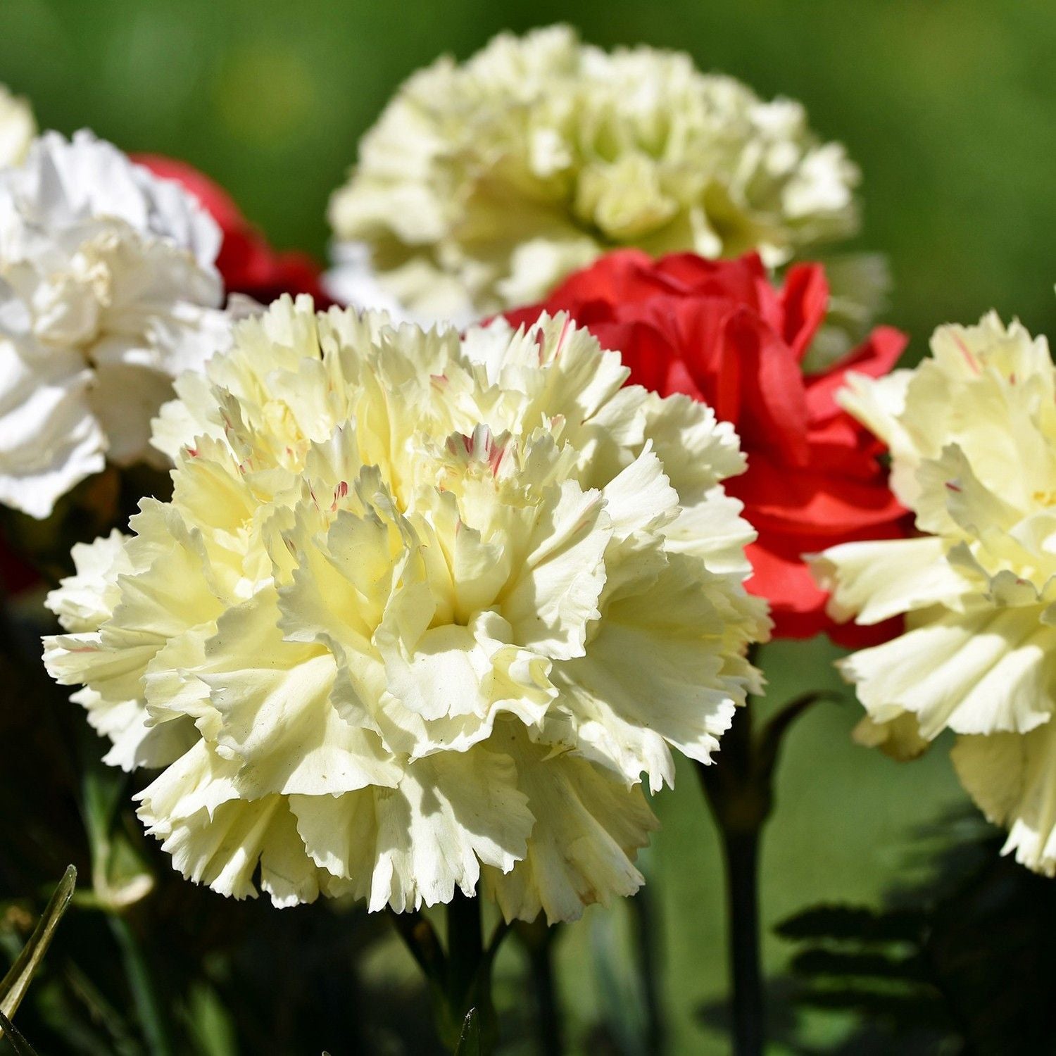 Chabaud Double Mix Carnation – 10 Seeds, Selection of Colors, Large and Fragrant Flowers, Elegant, Easy to Grow, High Germination, Non-GMO