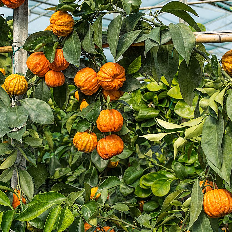 Arancio Amaro – 15 Semi, Molto Profumato, Marmellate, Curativo, Facile da Coltivare, Alta Germinabilità, Non-GMO