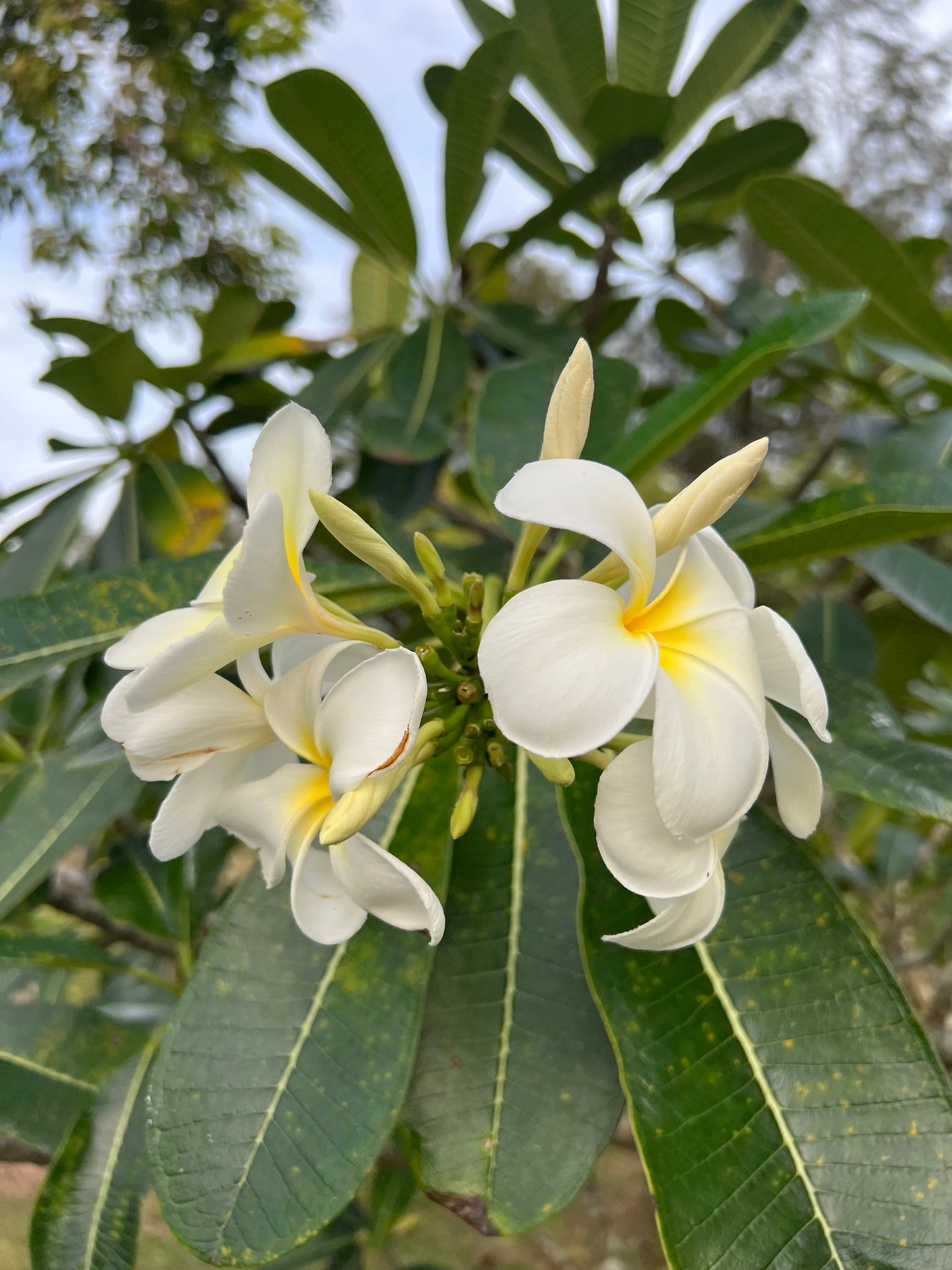 Plumeria obtusa – 10 Semi, Sempreverde, Fiori Bianchi, Esotico, Facile da Coltivare, Alta Germinabilità, Non-GMO