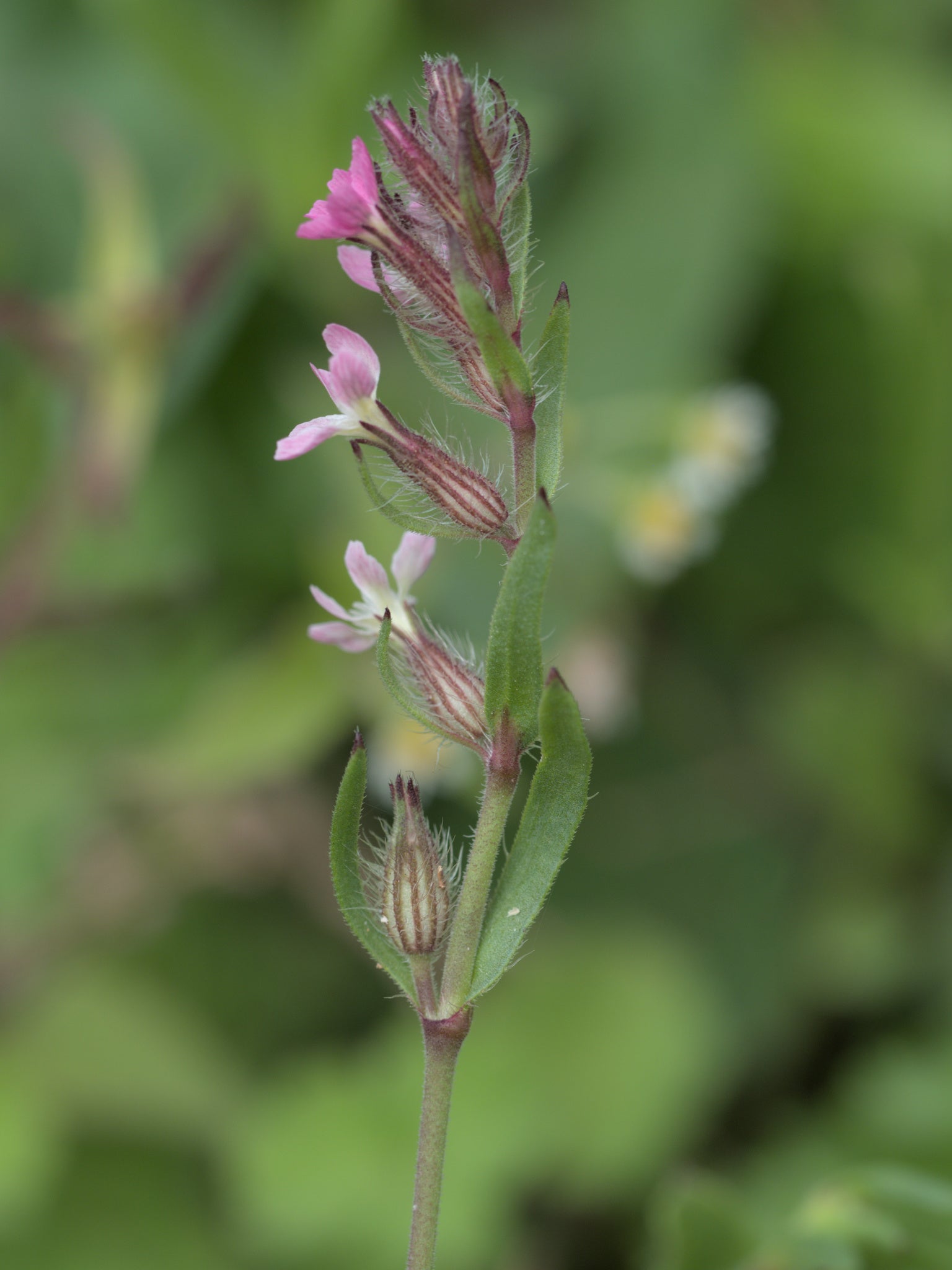 Silene Gallica – 10 Semi, Fiori Bianchi, Insetti, Campo, Facile da Coltivare, Alta Germinabilità, Non-GMO
