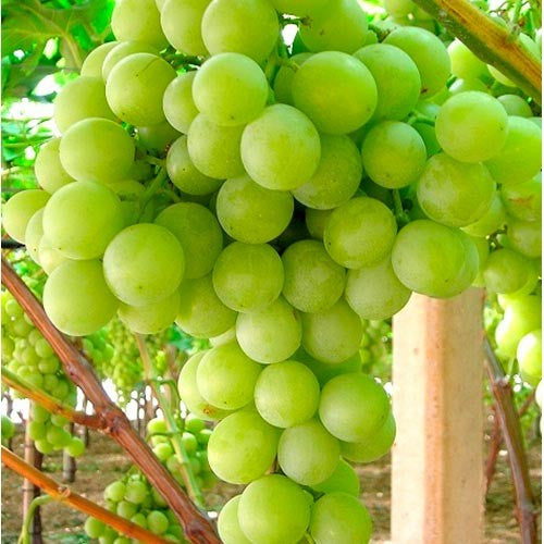 Semi di Uva Italia - 10 semi - Uva da Tavola Bianca e Profumata, Sementi per Pergola e Giardino, Coltivazione Facile Semi Non OGM