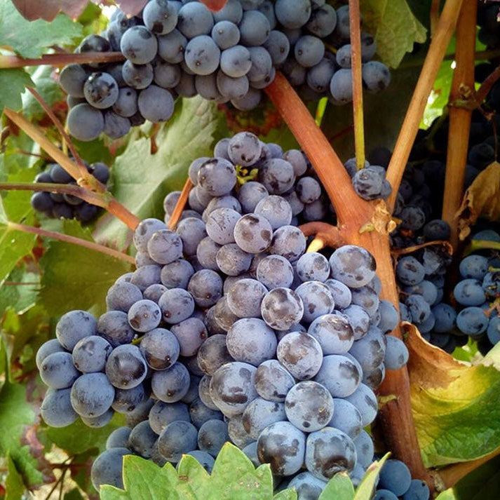 Semi di Primitivo - 10 semi - Semi d'Uva per Vino Rosso di Manduria, Sementi per Vite da Coltivare in Giardino, Non OGM Salento