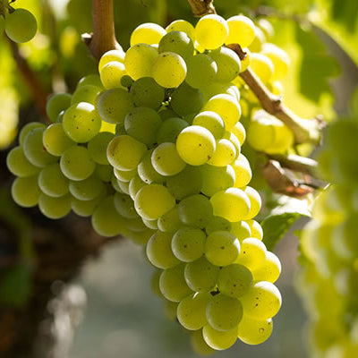 Semi di Sauvignon Blanc - 10 semi - Semi per Uva da Vino Bianco Aromatico, Sementi per Vite Non OGM Alta Germinazione, Orto e Giardino