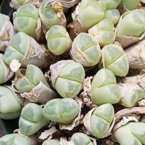 Vanheerdea - 10 Semi – Alta Germinabilità, Varietà Selezionata, Non-GMO