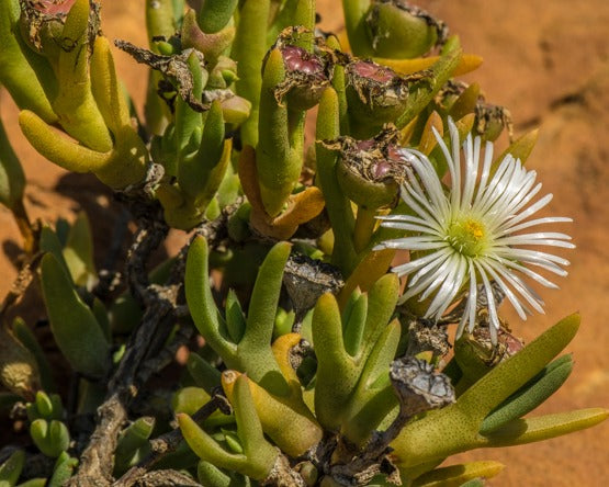 Vanzijlia - 10 Semi – Alta Germinabilità, Varietà Selezionata, Non-GMO