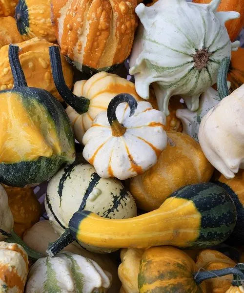 Zucchetta Ornamentale Mix – 10 Semi, Forme e Colori Curiosi, Decoro Autunnale, Rampicante, Facile da Coltivare, Alta Germinabilità, Non-GMO
