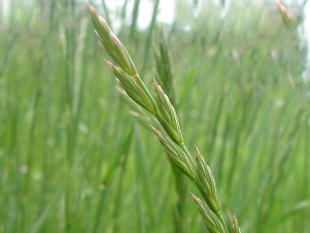 Loietto Rigido - 800 Semi, Annuale, Rapido, Pascoli, Facile da Coltivare, Alta Germinabilità, Non-GMO