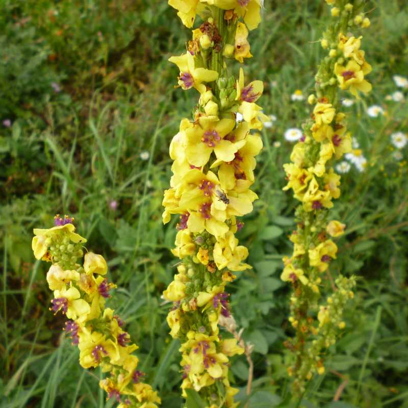 Verbasco – 10 Semi, Officinale, Fiori Gialli, Urbano, Facile da Coltivare, Alta Germinabilità, Non-GMO