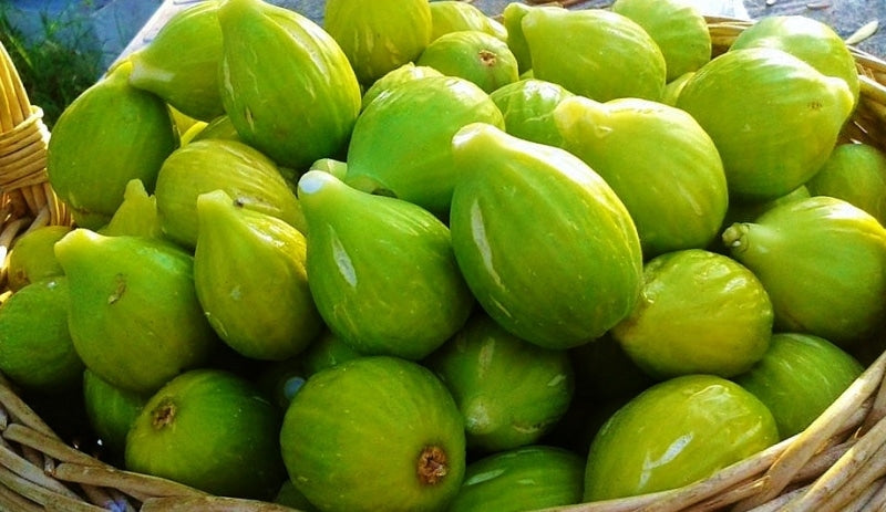 Fico Verdino – 10 Semi, Buccia Verde Sottile, Polpa Rosa-Giallastra Dolce, Maturazione Settembre, Non-GMO