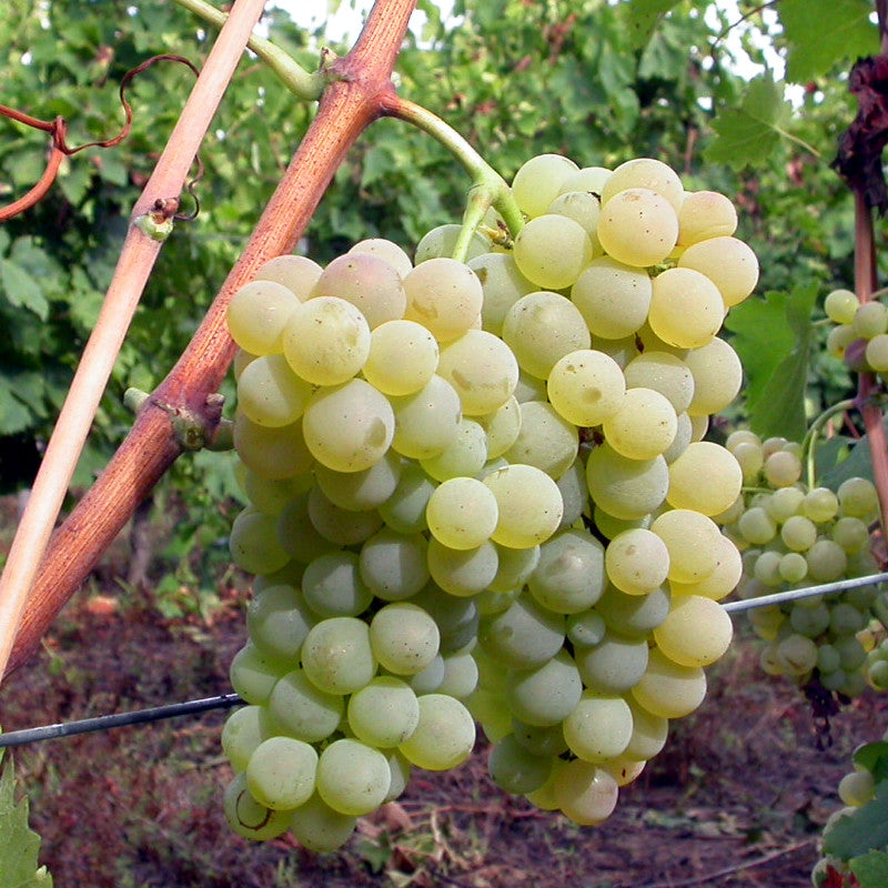 Semi di Vermentino - 10 semi - Uva da Vino Bianco di Sardegna e Liguria, Sementi per Vite Resistente al Caldo, Semi Non OGM per Orto