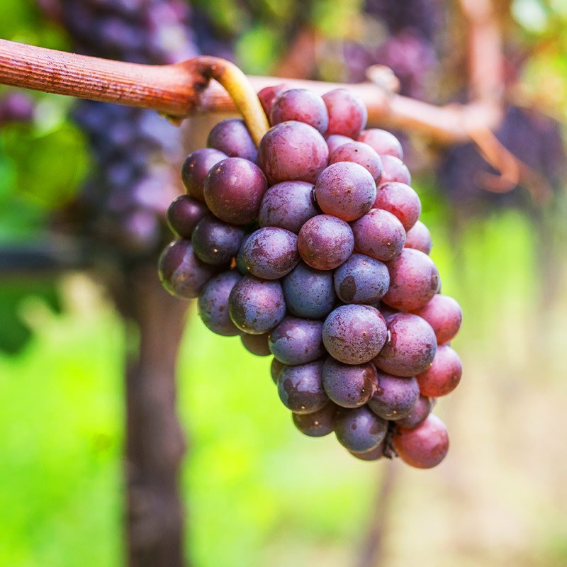 Semi di Pinot Grigio - 10 semi - Sementi per Coltivare Uva da Vino Bianco, Semi per Vigneto Personale e Orto, Non OGM Alta Germinabilità