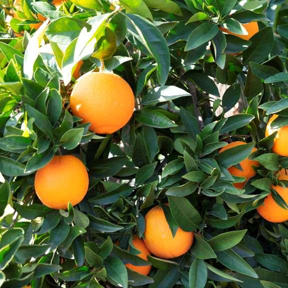 Citrus polyandra – 10 Semi, Varietà Tropicale, Rara, Giardino, Facile da Coltivare, Alta Germinabilità, Non-GMO